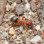 Formica aserva – Sanguinary Ant Queen / Colony