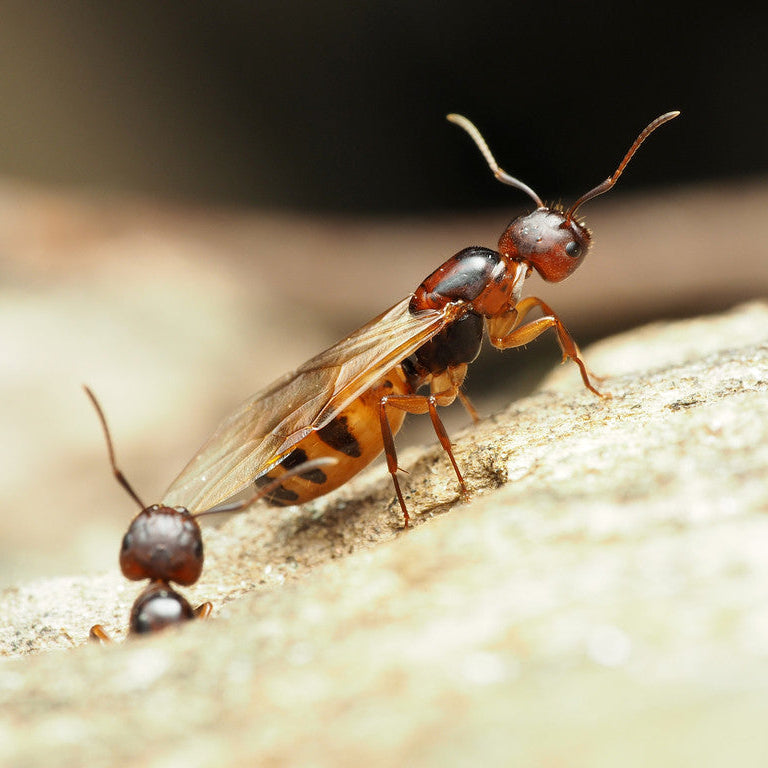 Camponotus subbarbatus – Bumblebee Carpenter Ant Queen / Colony
