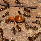 False Honeypot Ants Starter Kit | Live Prenolepis Imparis Ant Colony Growth Kit