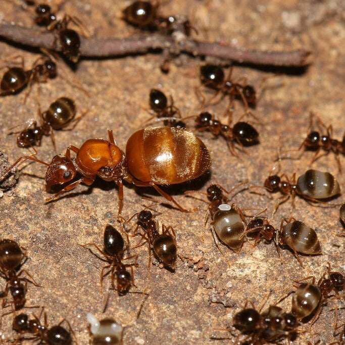 False Honeypot Ants Starter Kit | Live Prenolepis Imparis Ant Colony Growth Kit