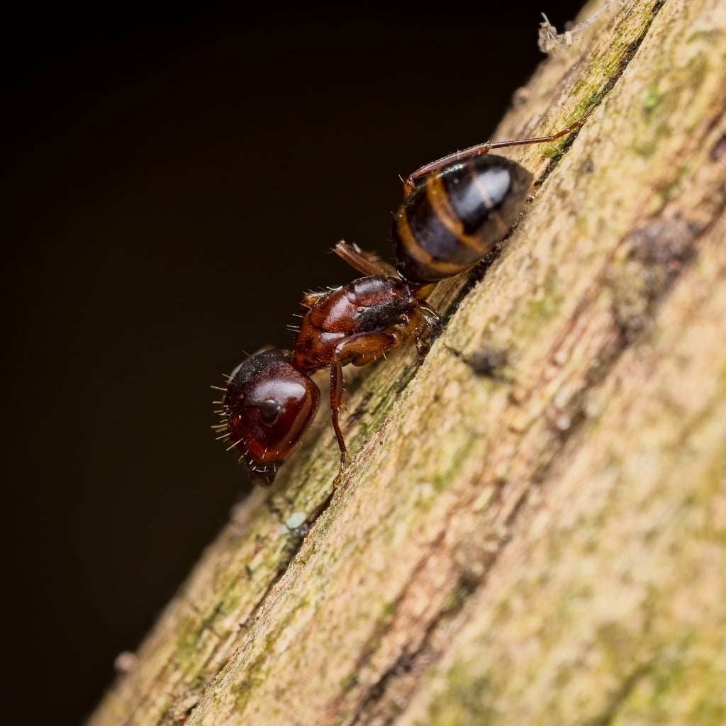 Camponotus subbarbatus – Bumblebee Carpenter Ant Queen / Colony