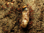 Aphaenogaster tennesseensis – Tennessee Collared Ant Queen / Colony
