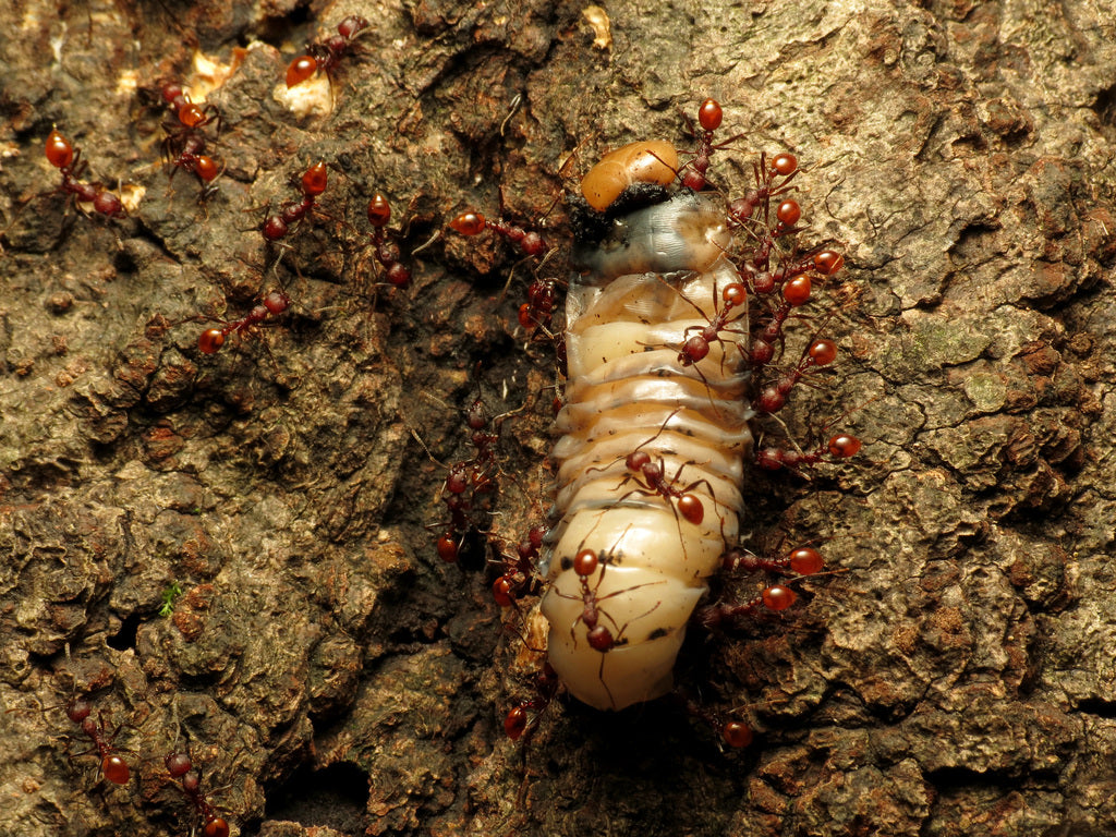 Aphaenogaster tennesseensis – Tennessee Collared Ant Queen / Colony