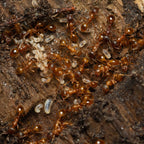 Myrmica rubra – European Fire Ant Queen / Colony
