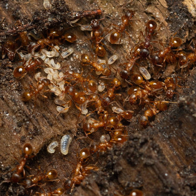 Myrmica rubra – European Fire Ant Queen / Colony