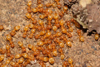 Lasius brevicornis – Short-horned Meadow Ant Queen / Colony