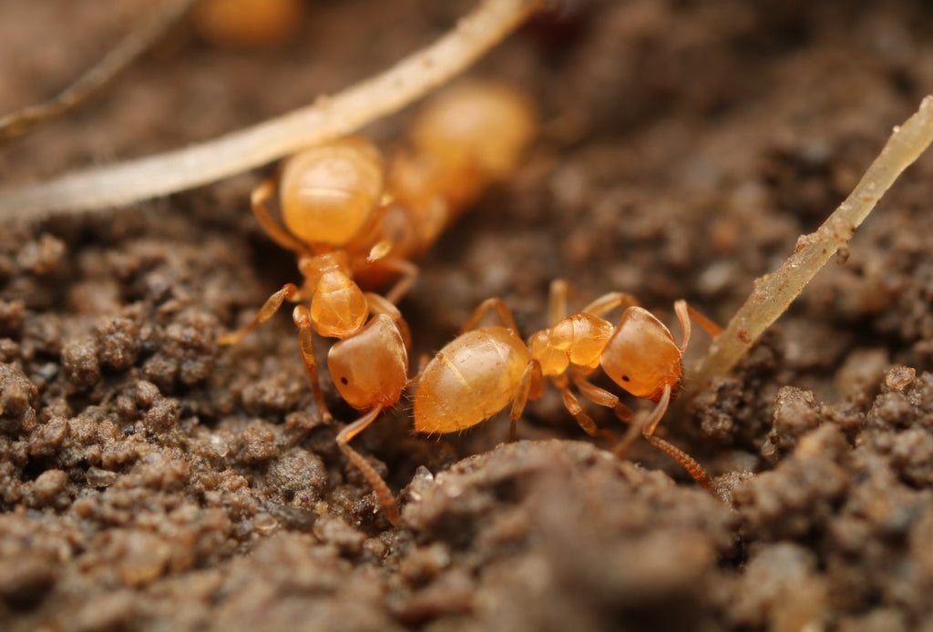 Lasius brevicornis – Short-horned Meadow Ant Queen / Colony