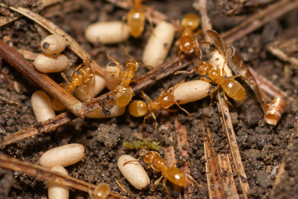 Lasius brevicornis – Short-horned Meadow Ant Queen / Colony
