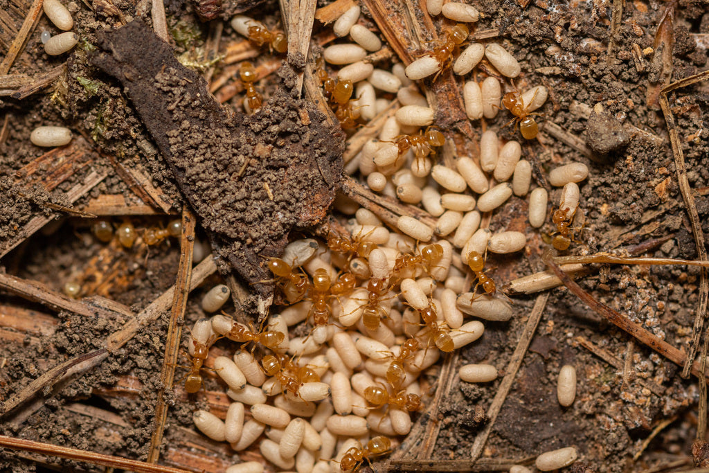 Lasius brevicornis – Short-horned Meadow Ant Queen / Colony