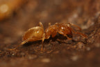 Lasius brevicornis – Short-horned Meadow Ant Queen / Colony