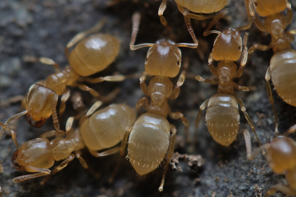 Lasius brevicornis – Short-horned Meadow Ant Queen / Colony