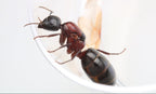 Camponotus novaeboracensis – New York Carpenter Ant Queen / Colony