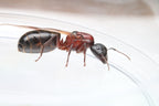 Camponotus novaeboracensis – New York Carpenter Ant Queen / Colony