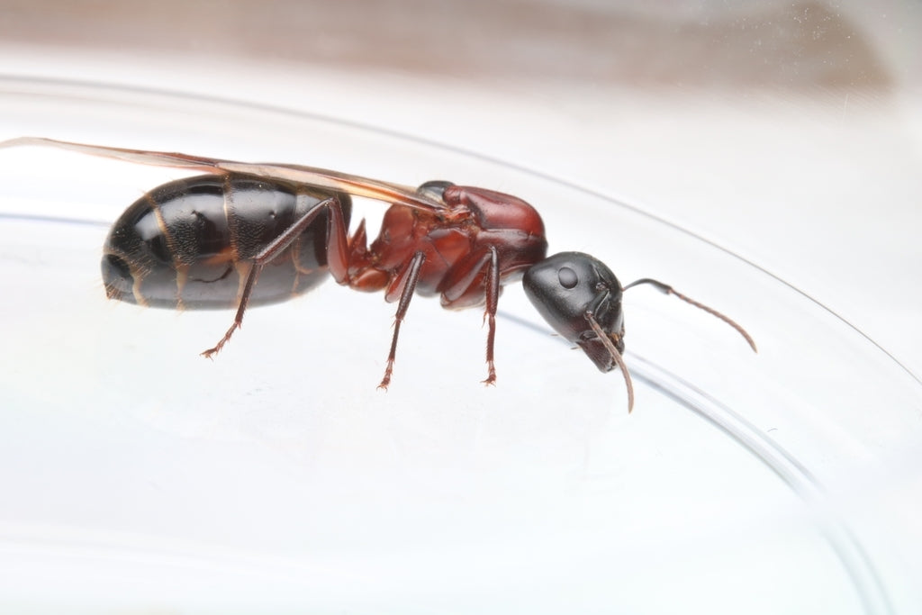 Camponotus novaeboracensis – New York Carpenter Ant Queen / Colony