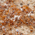 Myrmica rubra – European Fire Ant Queen / Colony