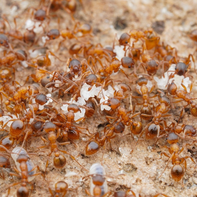 Myrmica rubra – European Fire Ant Queen / Colony