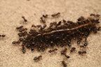 Crematogaster cerasi – Cherry Acrobat Ant Queen / Colony