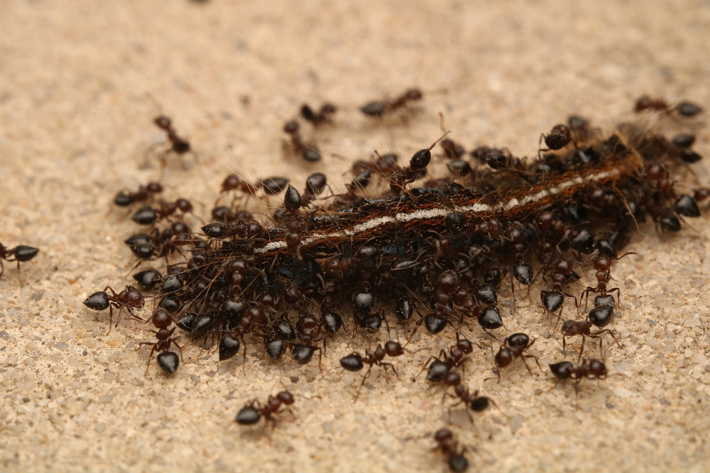Crematogaster cerasi – Cherry Acrobat Ant Queen / Colony