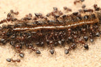 Crematogaster cerasi – Cherry Acrobat Ant Queen / Colony