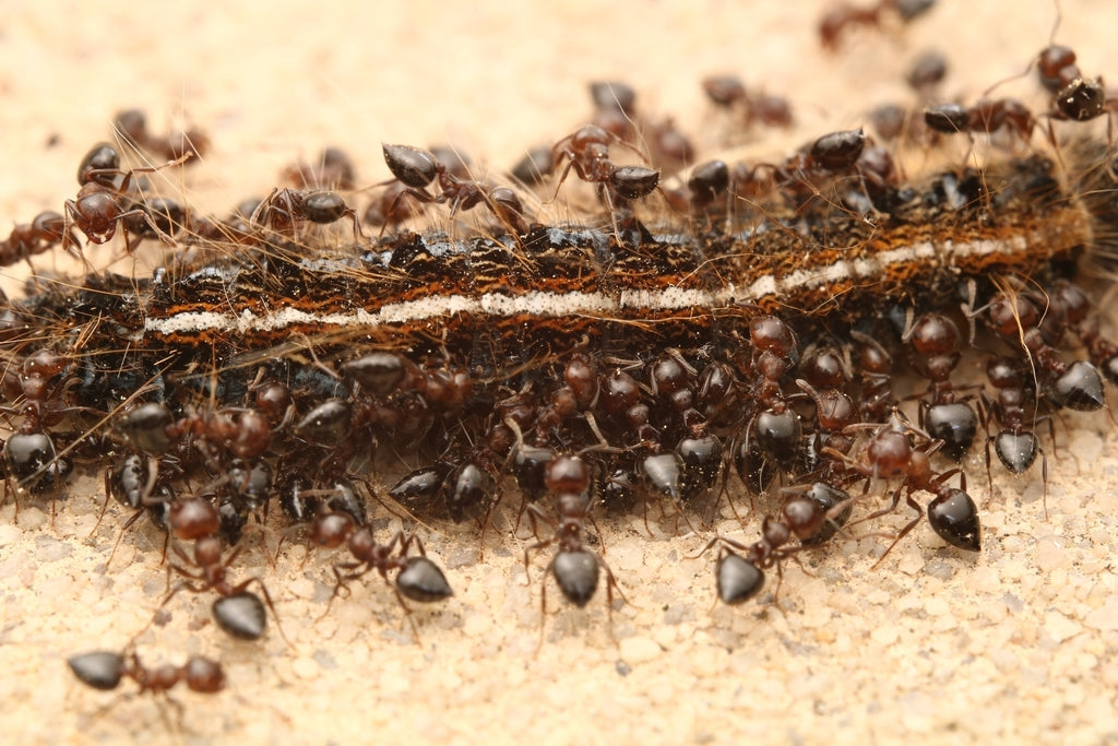 Crematogaster cerasi – Cherry Acrobat Ant Queen / Colony
