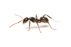 Acid Spraying Ants Starter Kit | Live Formica Subsericea Ant Colony Growth Kit