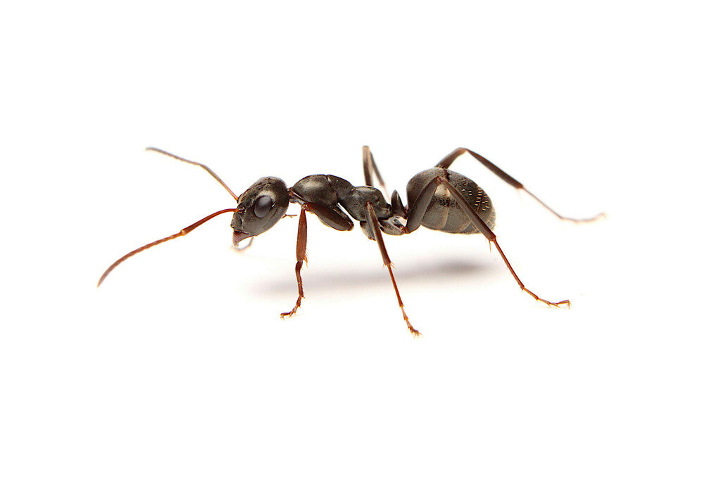 Acid Spraying Ants Starter Kit | Live Formica Subsericea Ant Colony Growth Kit