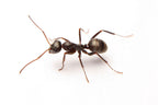 Formica subsericea – Silky Field Ant Queen / Colony