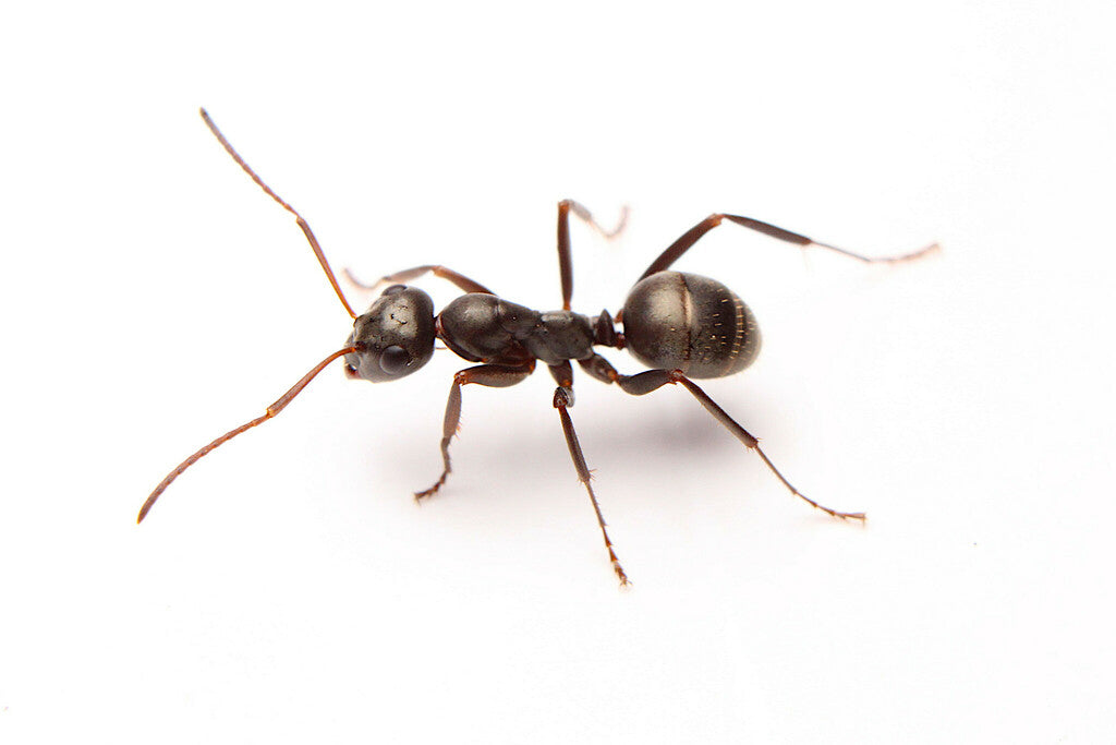 Formica subsericea – Silky Field Ant Queen / Colony