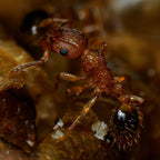 Tetramorium Bicarinatum (Guinea Ant) - Live Queen Ant Colony