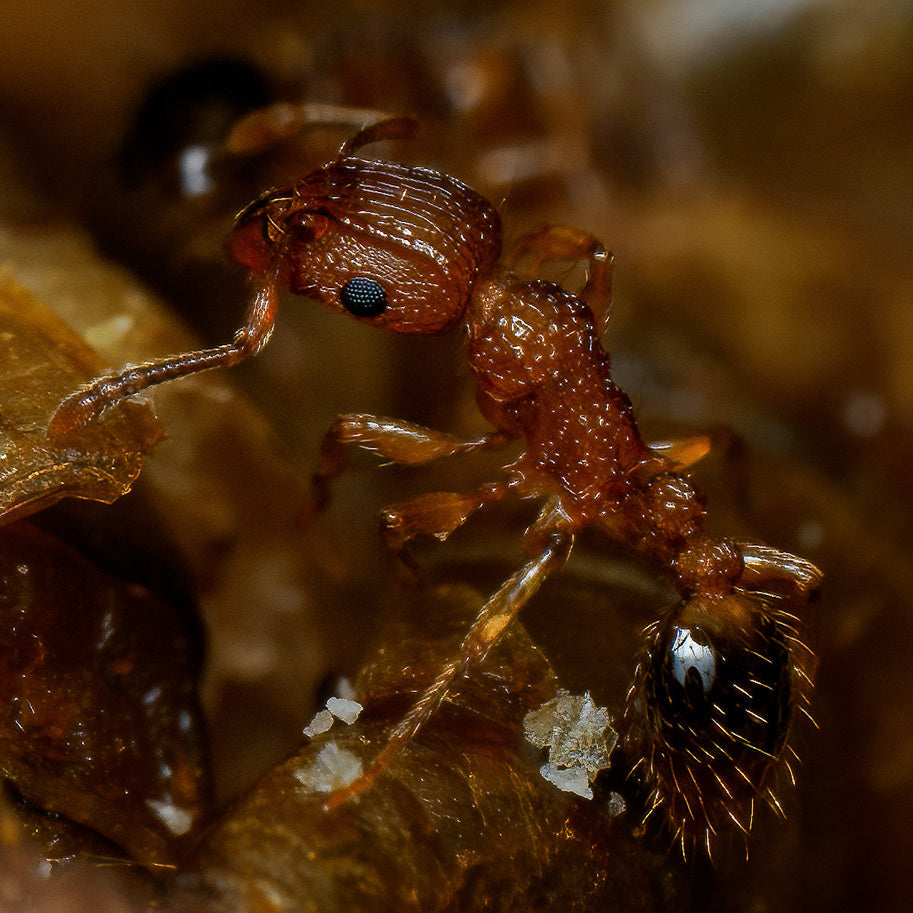 Tetramorium Bicarinatum (Guinea Ant) - Live Queen Ant Colony