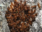 Prenolepis imparis – Winter Ant Queen / Colony