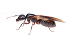 Camponotus pennsylvanicus – Eastern Black Carpenter Ant Queen / Colony