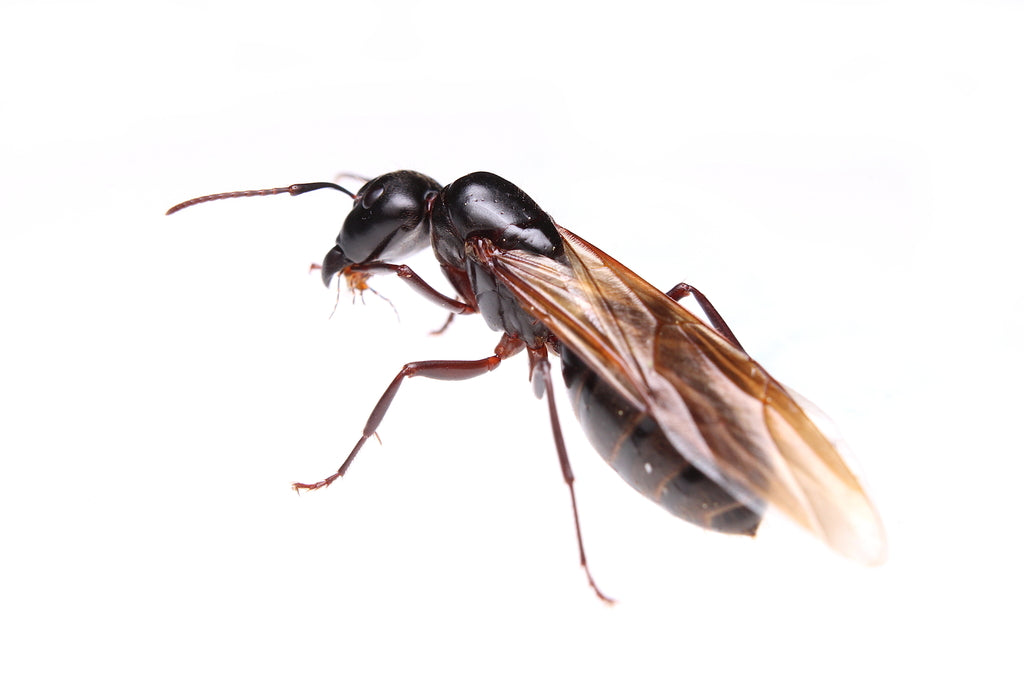 Camponotus pennsylvanicus – Eastern Black Carpenter Ant Queen / Colony