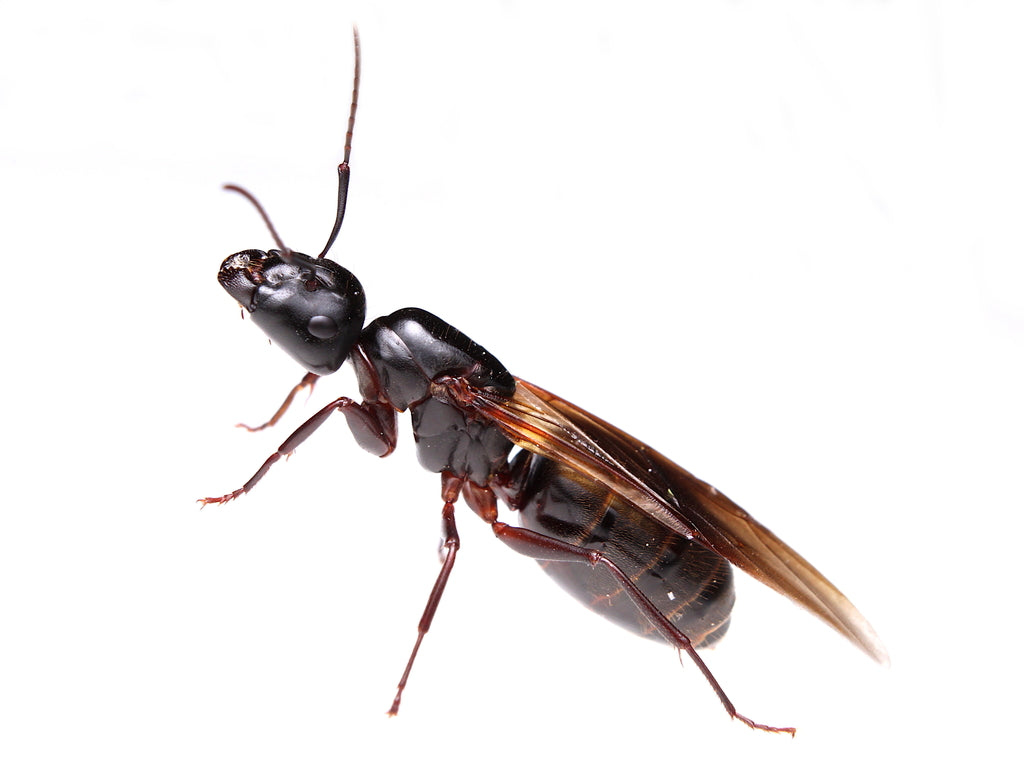 Camponotus pennsylvanicus – Eastern Black Carpenter Ant Queen / Colony
