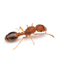 Tetramorium Bicarinatum (Guinea Ant) - Live Queen Ant Colony