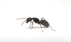 Camponotus pennsylvanicus – Eastern Black Carpenter Ant Queen / Colony