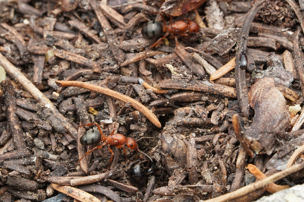 Formica aserva – Sanguinary Ant Queen / Colony
