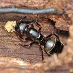 Camponotus pennsylvanicus – Eastern Black Carpenter Ant Queen / Colony
