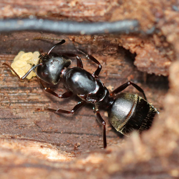 Camponotus pennsylvanicus – Eastern Black Carpenter Ant Queen / Colony