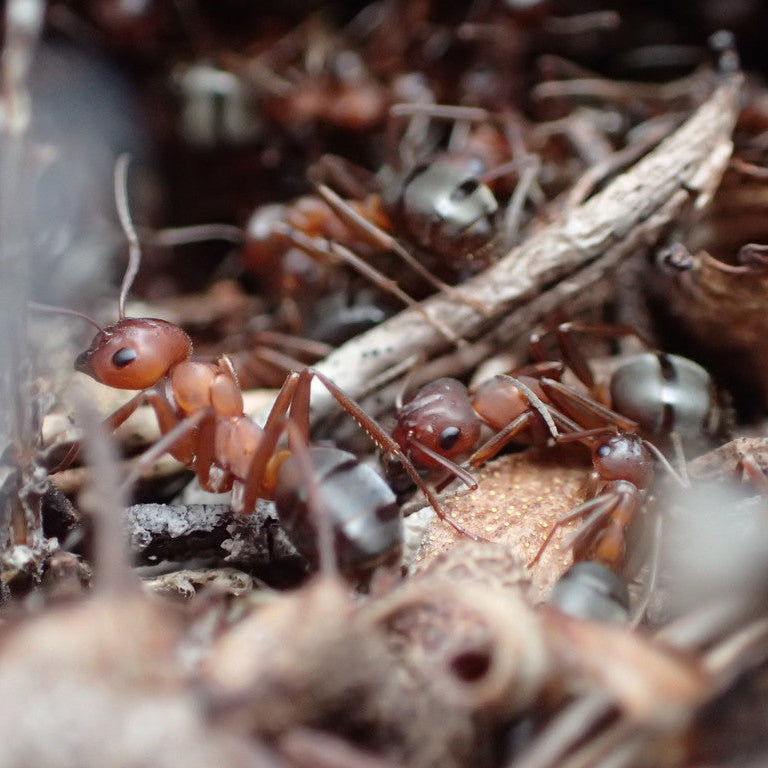 Formica aserva – Sanguinary Ant Queen / Colony