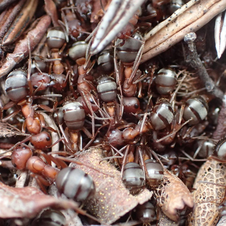 Formica aserva – Sanguinary Ant Queen / Colony