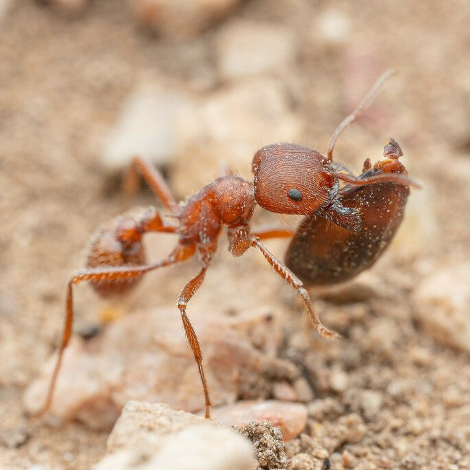 Pogonomyrmex occidentalis – Western Harvester Ant Queen / Colony