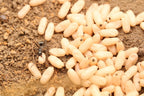 Formica subsericea – Silky Field Ant Queen / Colony