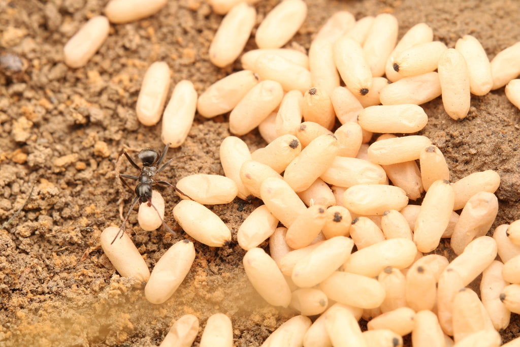 Formica subsericea – Silky Field Ant Queen / Colony