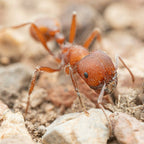 Pogonomyrmex occidentalis – Western Harvester Ant Queen / Colony