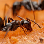 Formica subsericea – Silky Field Ant Queen / Colony