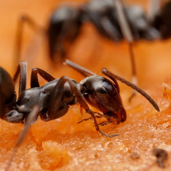 Formica subsericea – Silky Field Ant Queen / Colony