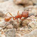 Pogonomyrmex occidentalis – Western Harvester Ant Queen / Colony
