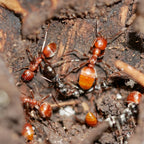 Polyergus mexicanus – Mexican Amazon Ant Queen / Colony