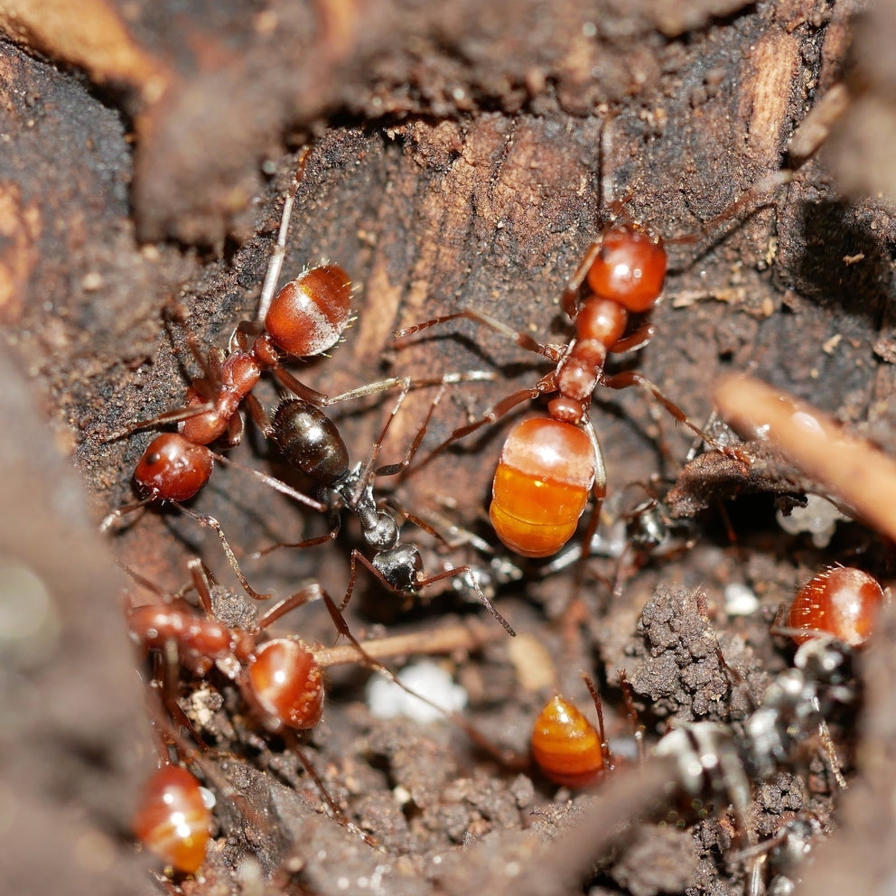 Polyergus mexicanus – Mexican Amazon Ant Queen / Colony